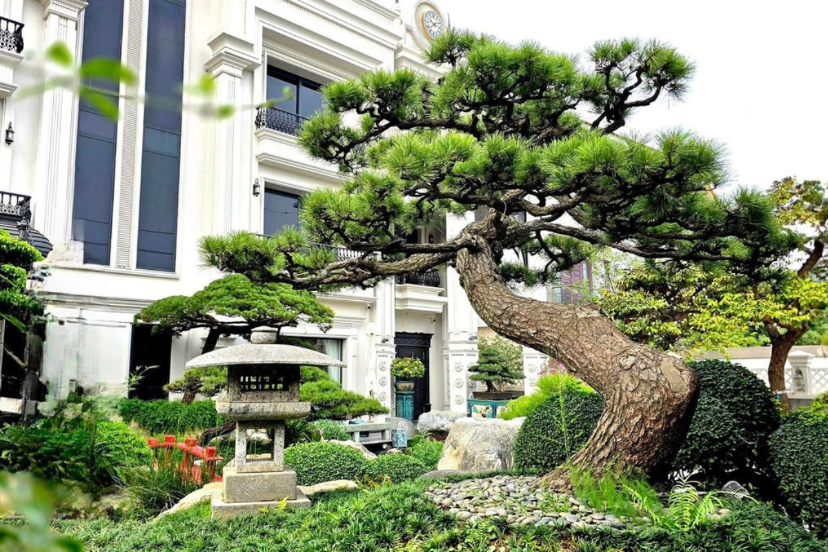 Hình ảnh biệt thự cao cấp với cây cổ thụ trang trí to lớn mang phong cách nhật bản cổ điển