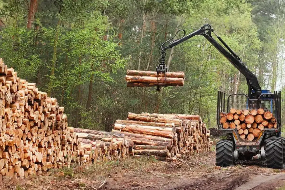 Khu vực tập kết gỗ nguyên liệu cho quy trình sản xuất nội thất ngoài trời