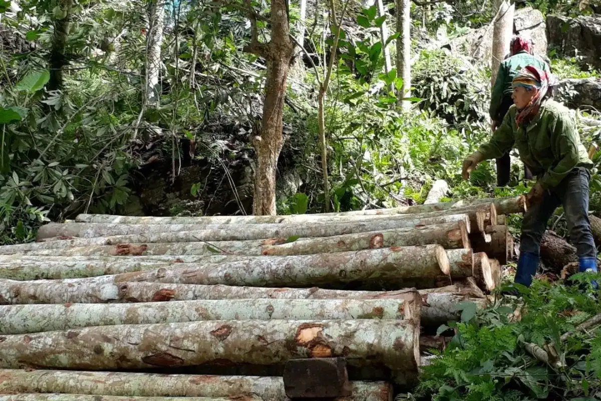 Với diện tích rừng lớn là lợi thế của những nhà cung cấp nội thất quy nhơn