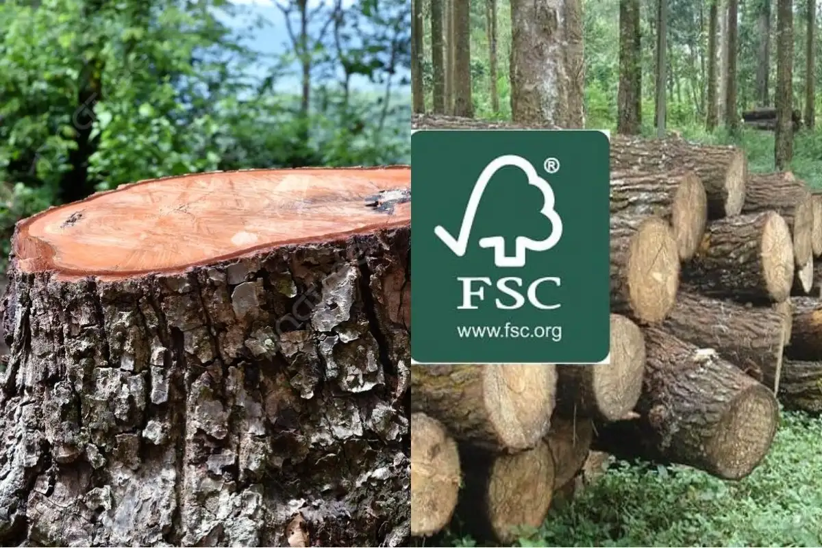 Side-by-side comparison of conventional wood (tree stump in a forest) and sustainable wood harvesting (logs with FSC certification label in a managed forest).
