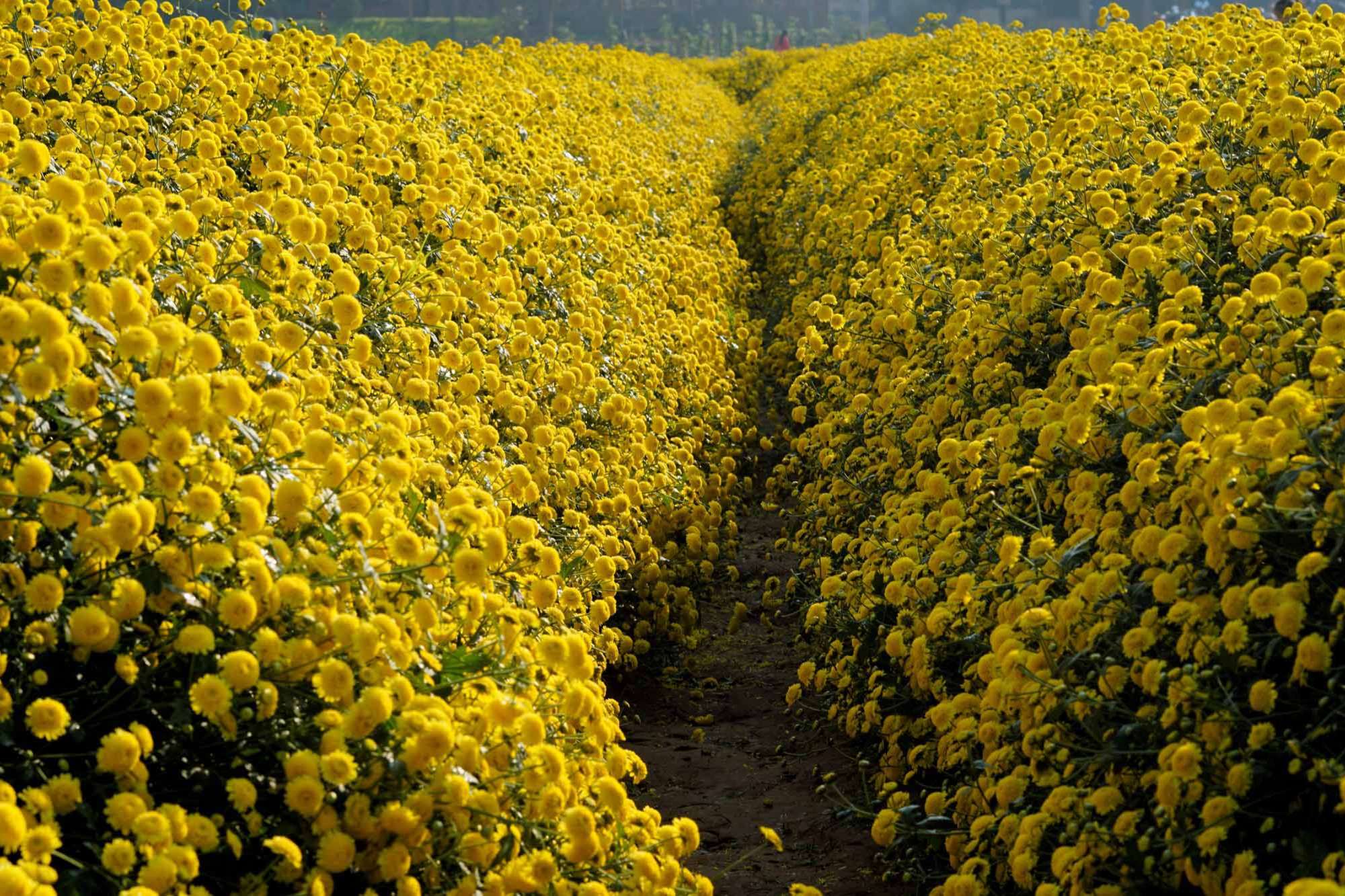 trang-tri-vuon-hoa8.png