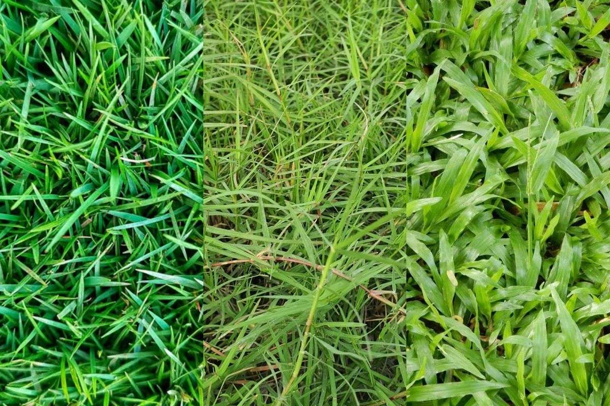 Choosing the right grass variety helps shape the look, texture, and long-term comfort of a garden lawn.