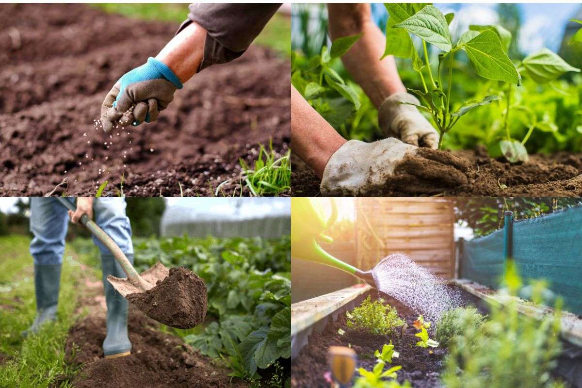 Garden care collage showing soil fertilizing, planting seedlings, digging soil, and watering young plants