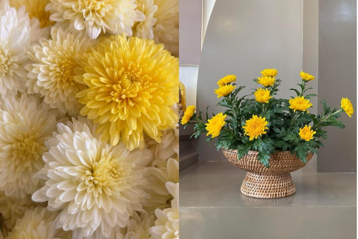 Yellow and white chrysanthemums arranged in a woven basket for simple and elegant Tet home decoration