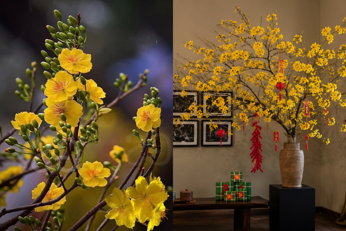 Yellow apricot blossoms with green buds and Tet ornaments arranged in a ceramic vase for Lunar New Year decoration