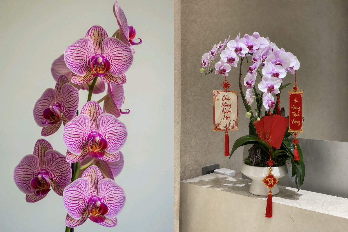 Pink orchid flowers arranged with red Tet ornaments and New Year greeting tags for elegant Lunar New Year home decoration