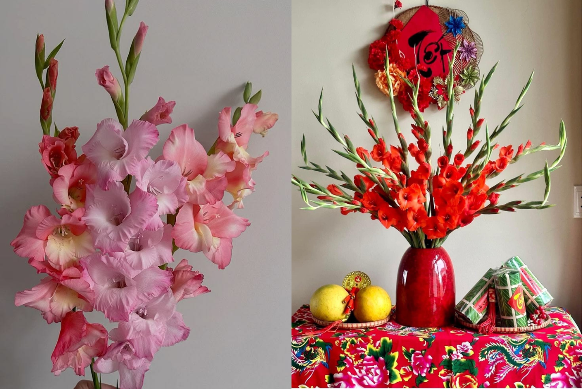 Pink and red gladiolus flowers arranged in a festive Tet display with a red vase, fruit, and traditional New Year decorations
