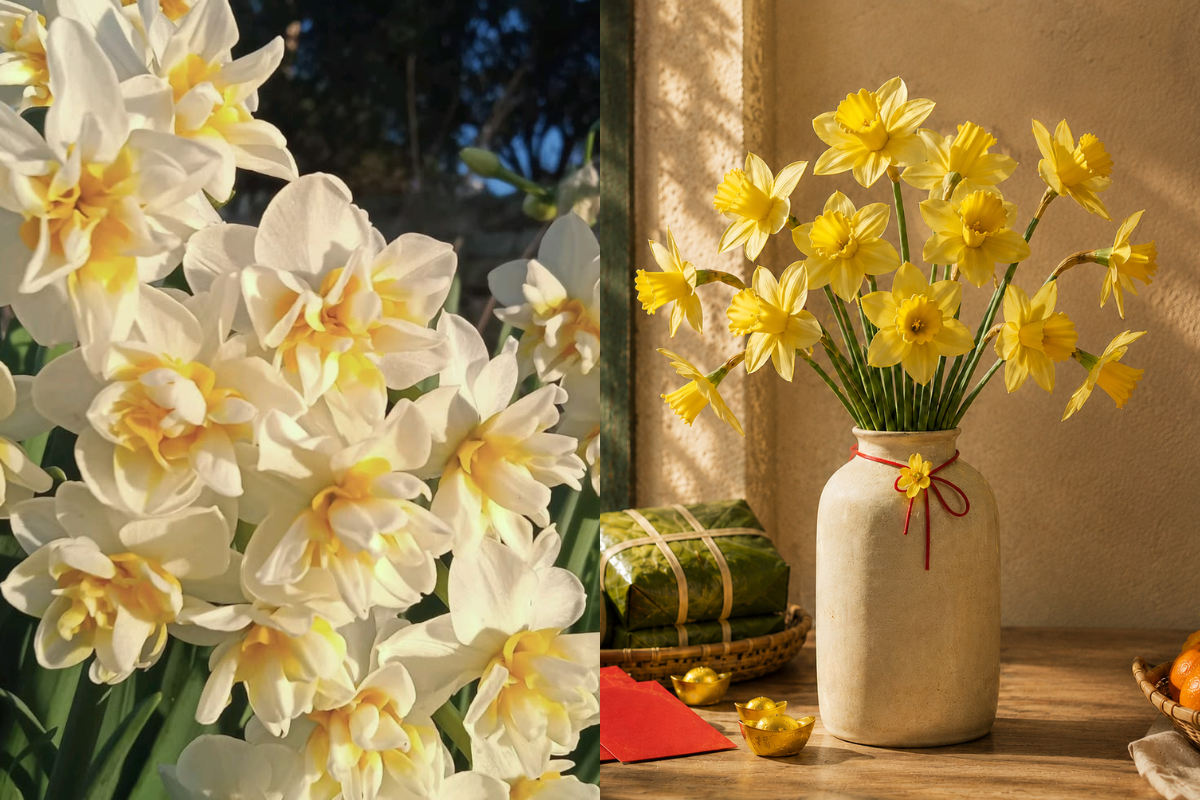 White and yellow daffodil flowers arranged in a ceramic vase with Tet envelopes and traditional New Year decorations