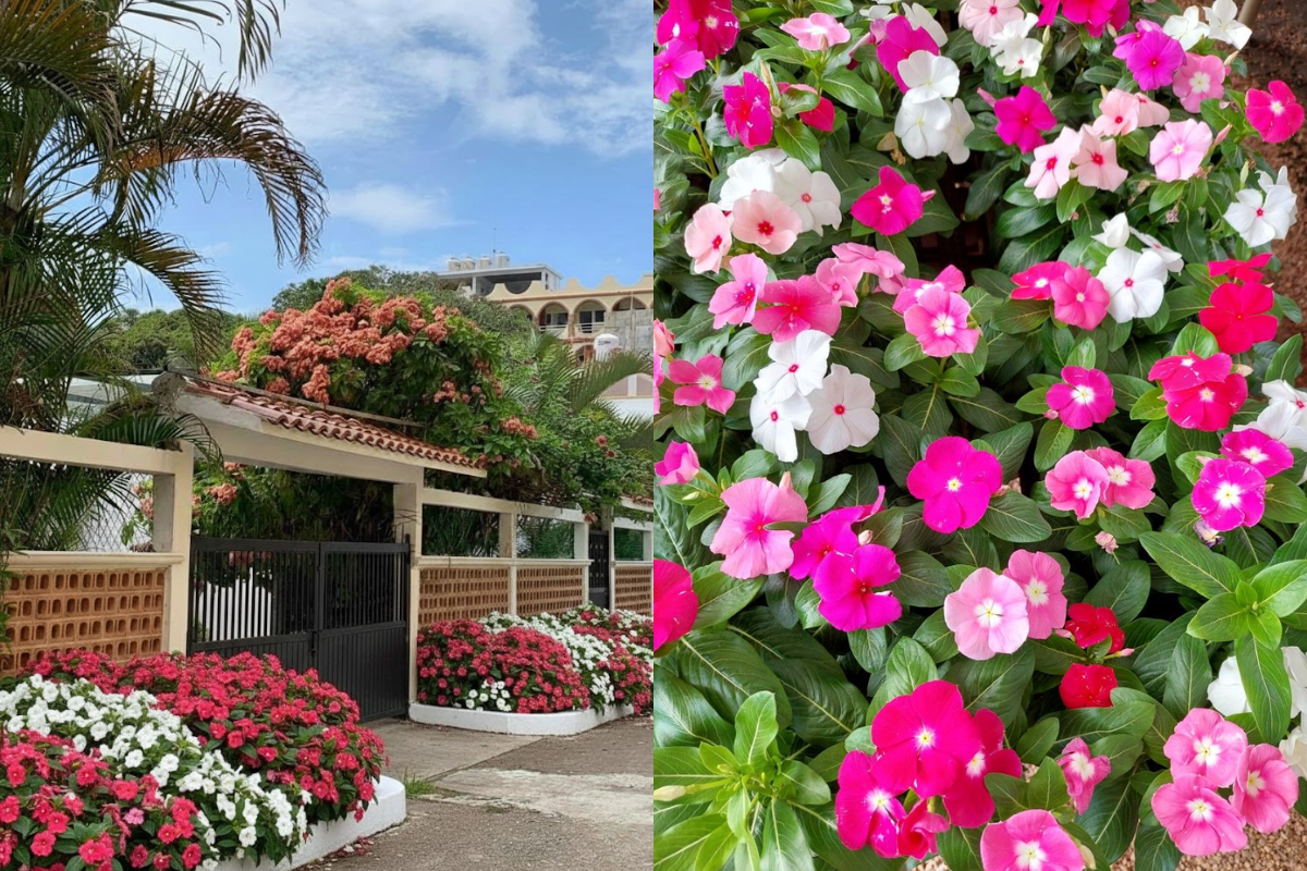 A close-up of pink and white impatiens blooming evenly against green foliage in a flower bed.