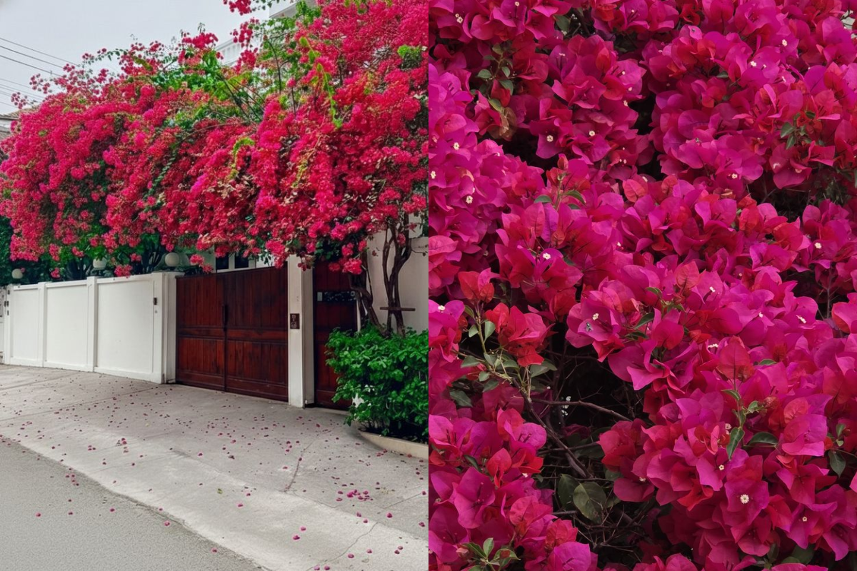 A deep pink bougainvillea trellis covering the house frontage and gate, with dense blooms forming a large floral display.