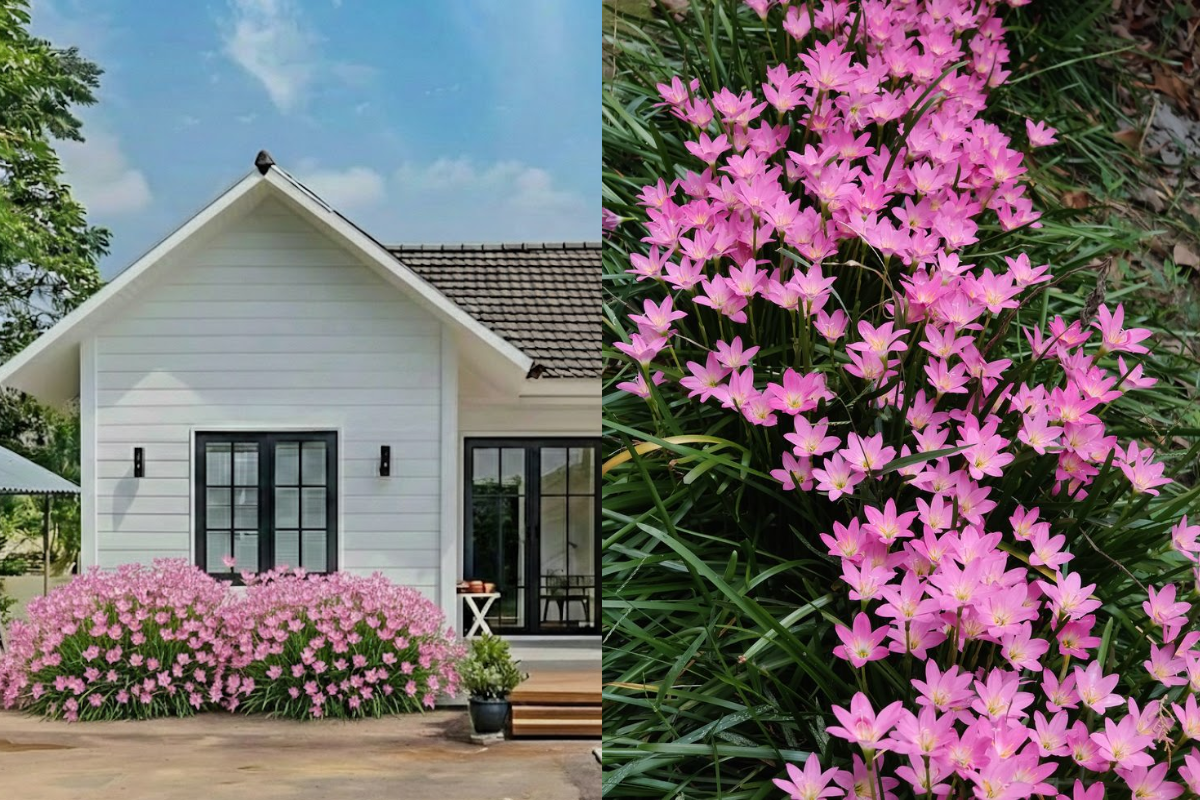 A front yard flower bed planted with light pink rain lilies blooming evenly like a floral carpet in front of the house.
