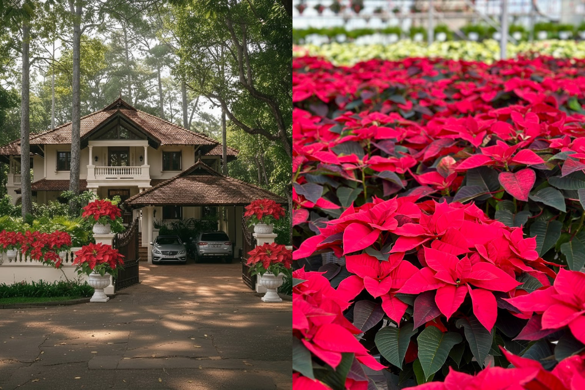 A close-up of poinsettia plants with bright red bracts, grown in a large flower bed within the garden.