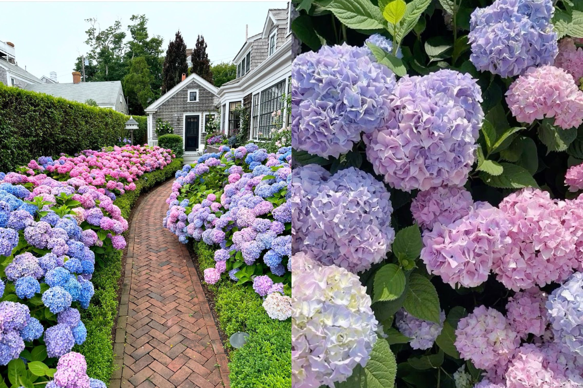 A garden pathway bordered by large clusters of blooming hydrangeas in blue, purple, and pink tones, creating a soft yet striking color accent.