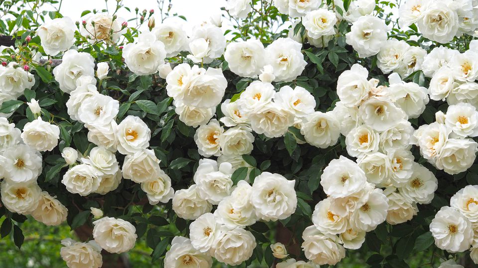 Beautiful white roses