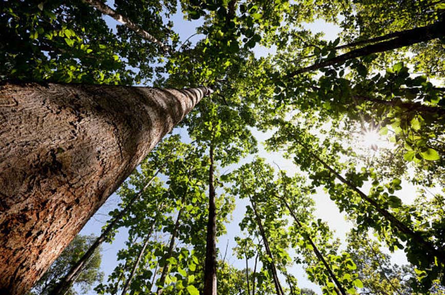 teakwood forest 