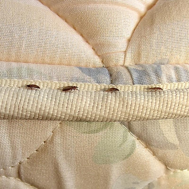 Close-up of small bugs lined along the seam of a beige fabric surface, highlighting infestation signs on upholstery or mattress stitching.